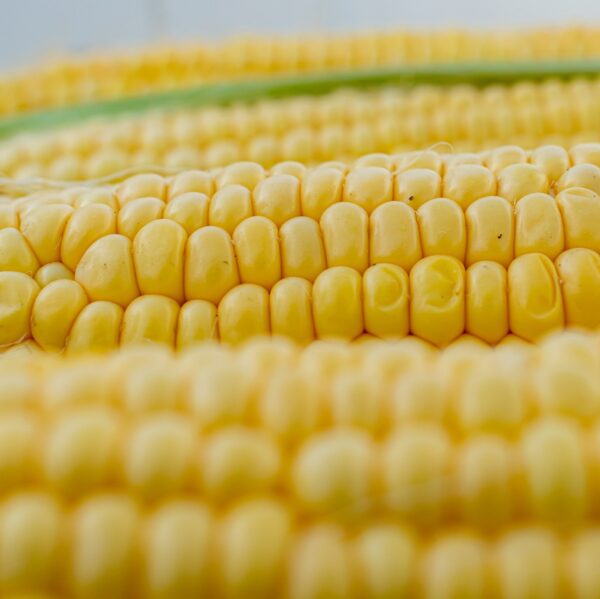 corn, corn on the cob, corn kernels, yellow, grill, vegetables, flora, sweet corn, nourishment, meal, close up, structure, texture, corn, corn, corn, corn, corn